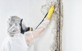 Best Water Damage & Mold Remediation  in Princeton, MN